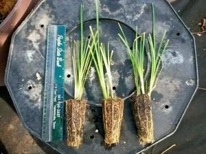 Bio-Engineering with Vetiver Grass